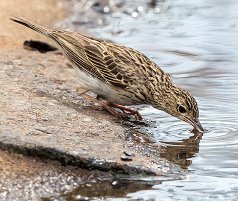Bushveld Pipit